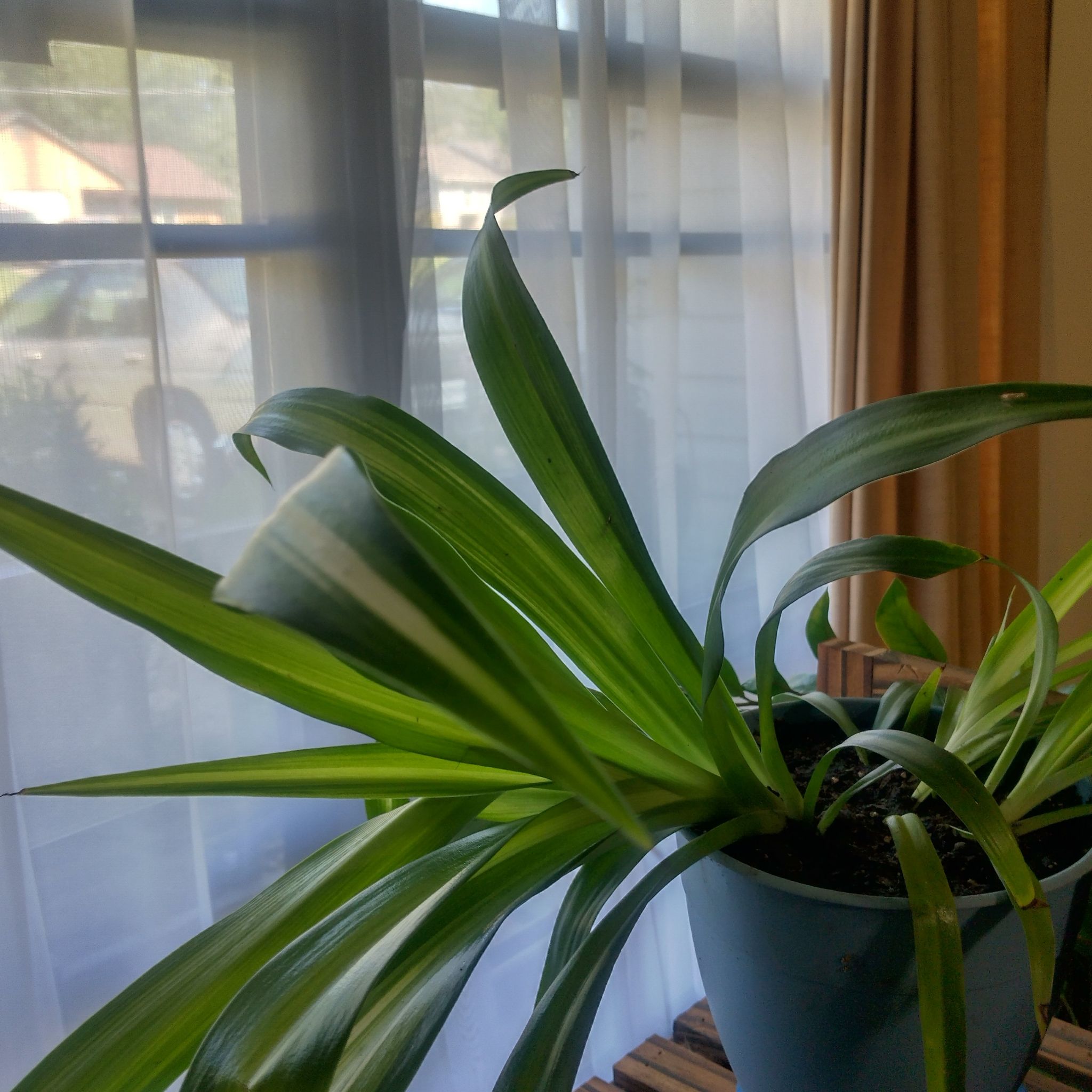 Hawaiian Spider Plant in a blue pot near a window, healthy green leaves.