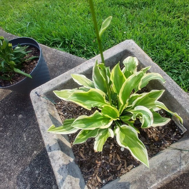 Photo of the plant species Hosta 'Elegans' by @GoldenWoodfern named Athena on Greg, the plant care app