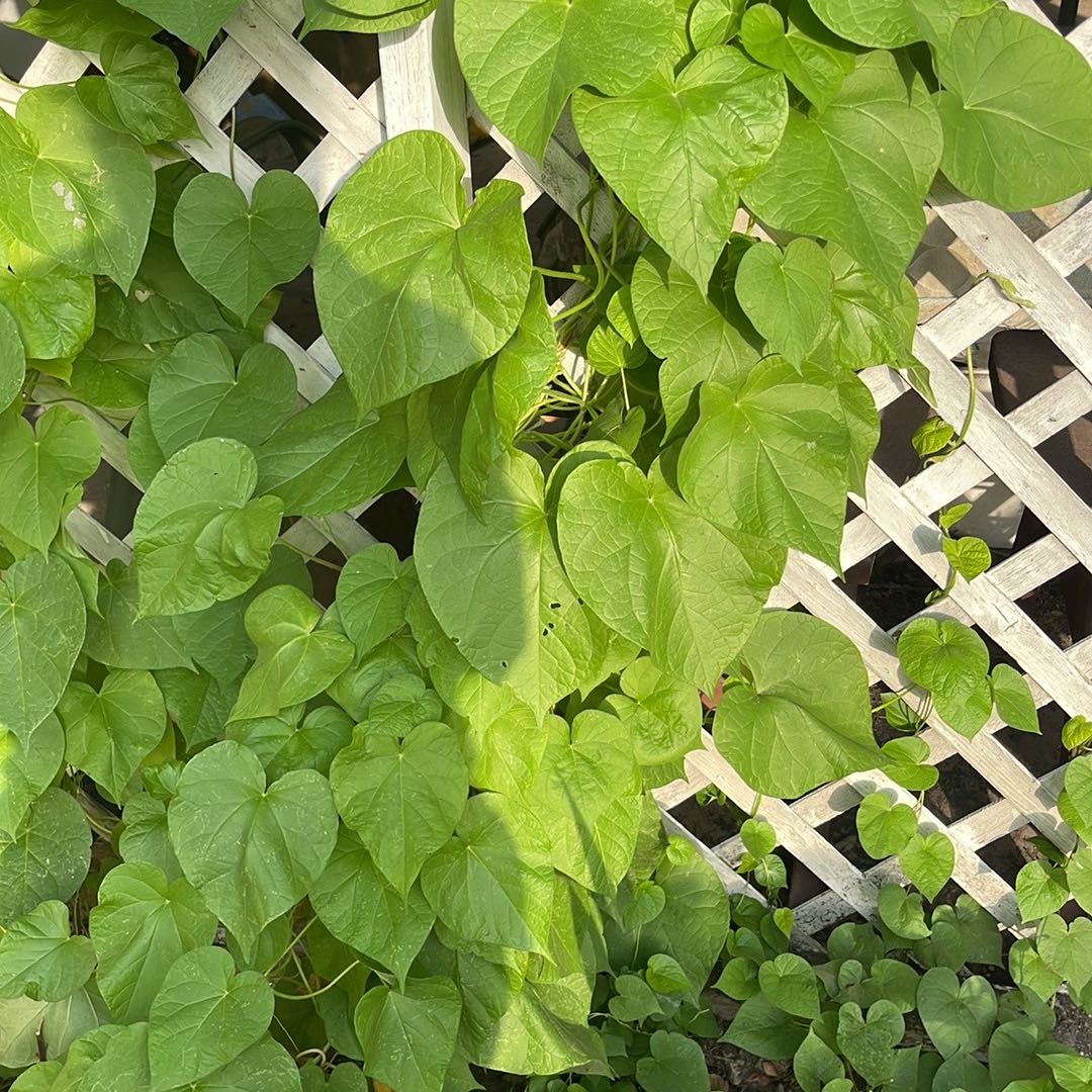 Why Are There Black Spots on My Moonflower Leaves?