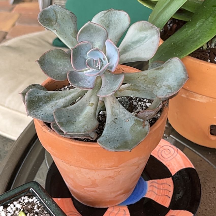 Potted Echeveria 'Dusty Rose' succulent in good health with visible soil.