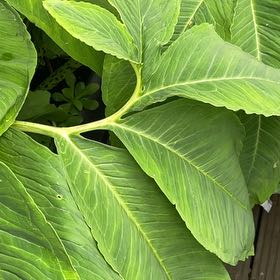 Photo of the plant species Dragon Root by @FragrantAjwain named Harry on Greg, the plant care app