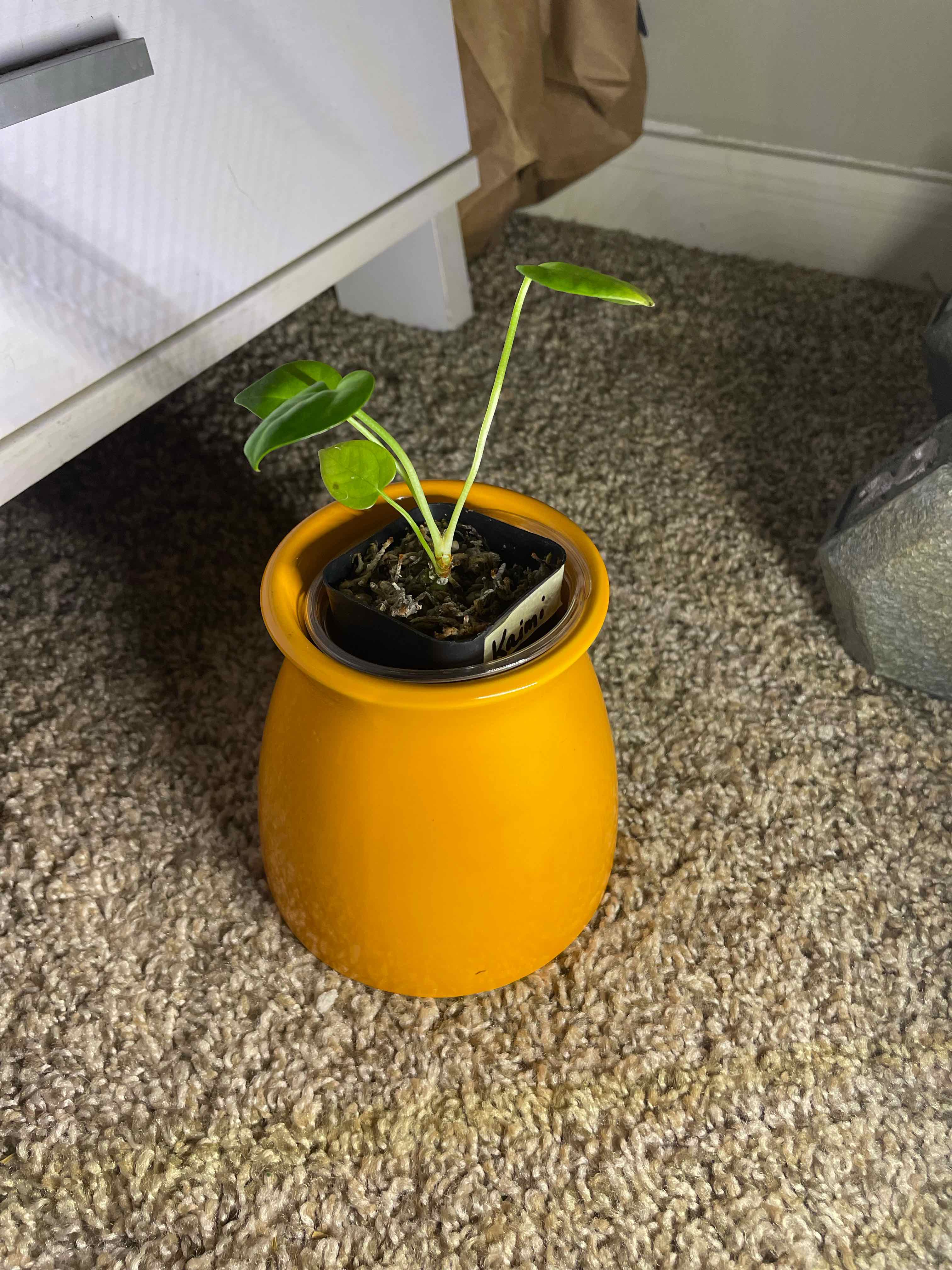 Bird's nest anthurium plant in a yellow pot on a carpeted floor.