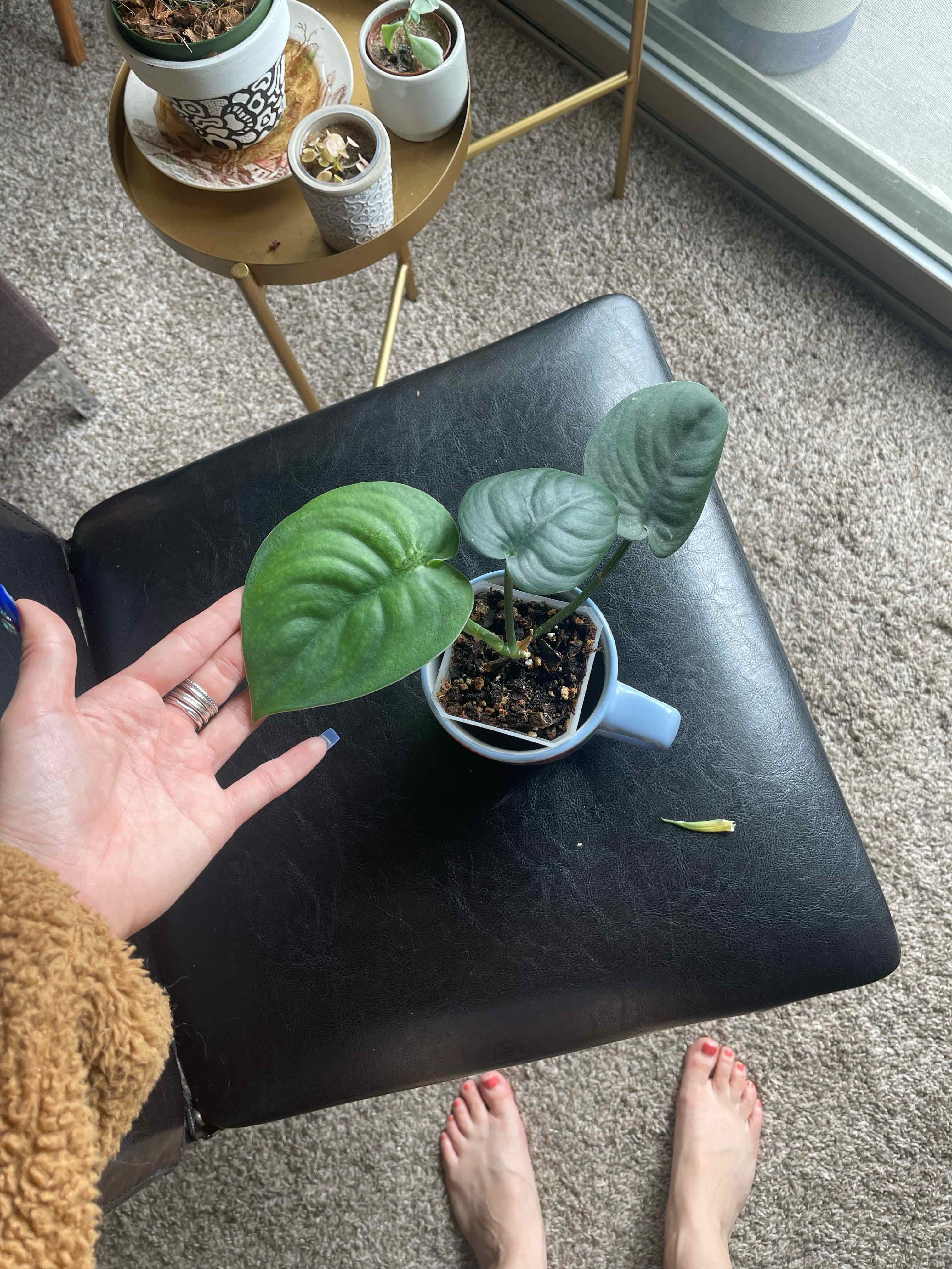 Jade Satin Pothos plant in a small container with a hand holding a leaf.