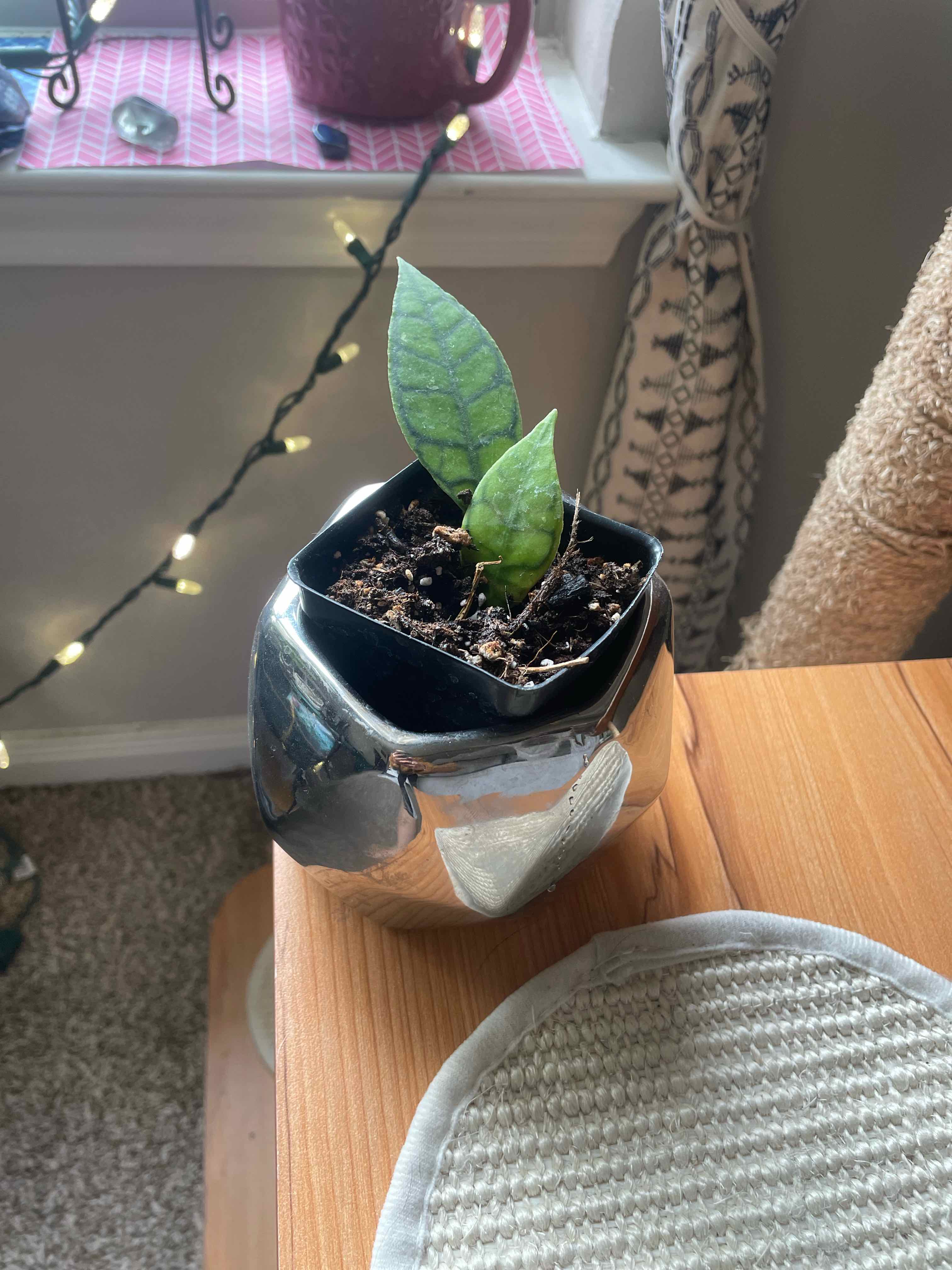 Potted Stiff Leafed Hoya plant with two healthy leaves on a wooden surface near a window.