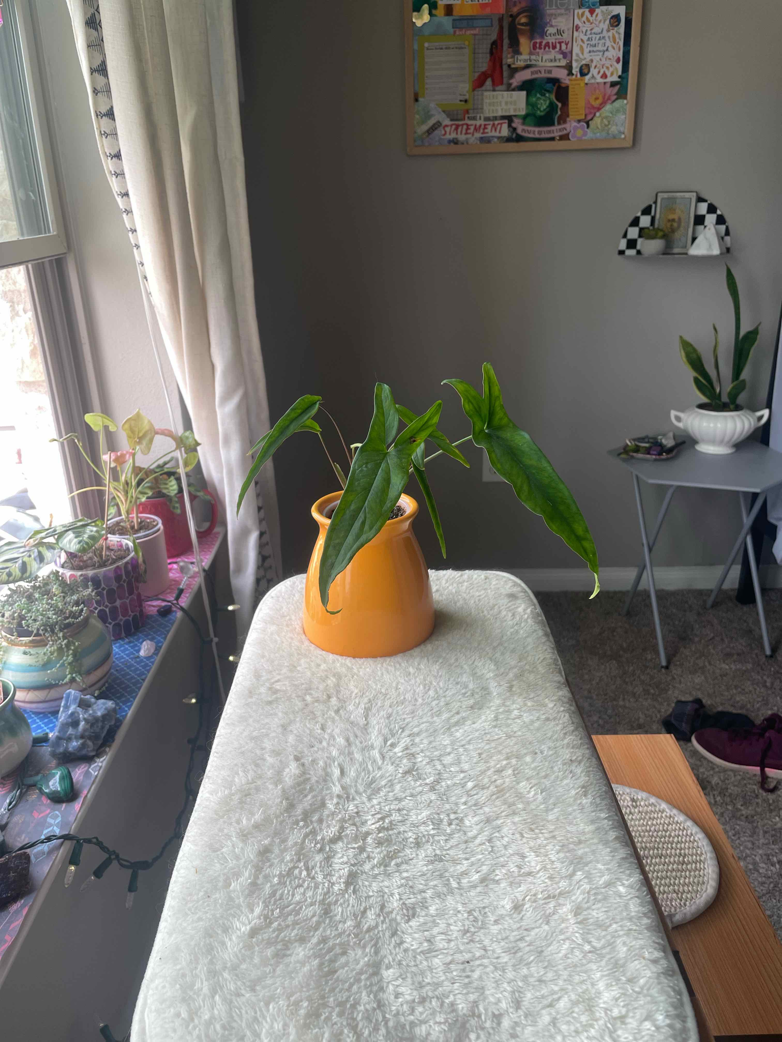 Indoor potted Green Arrow-Arum plant with elongated leaves on a table.
