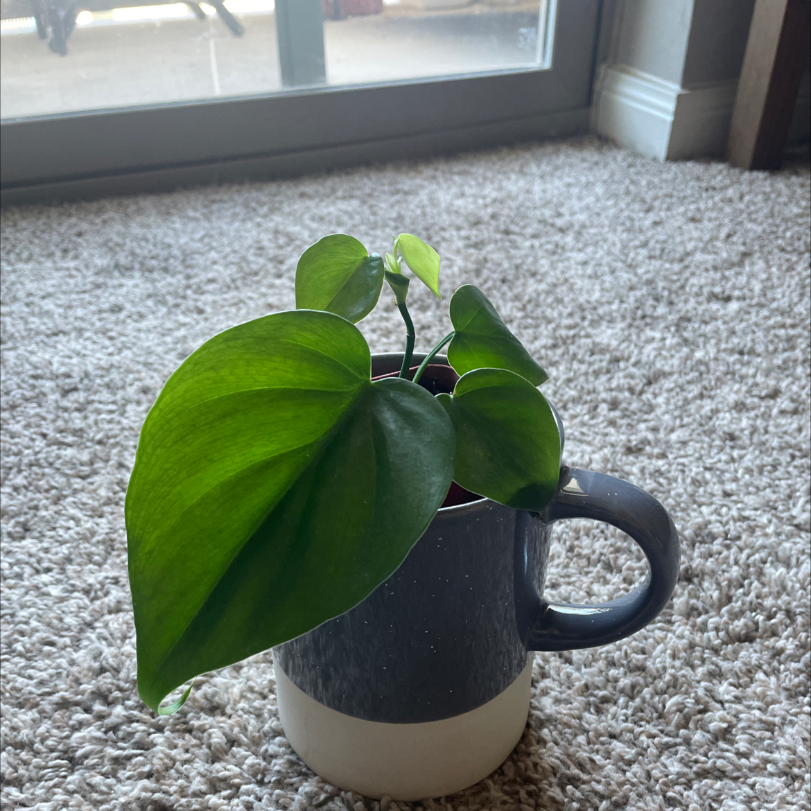 Philodendron cordatum plant in a mug on a carpeted floor near a window.
