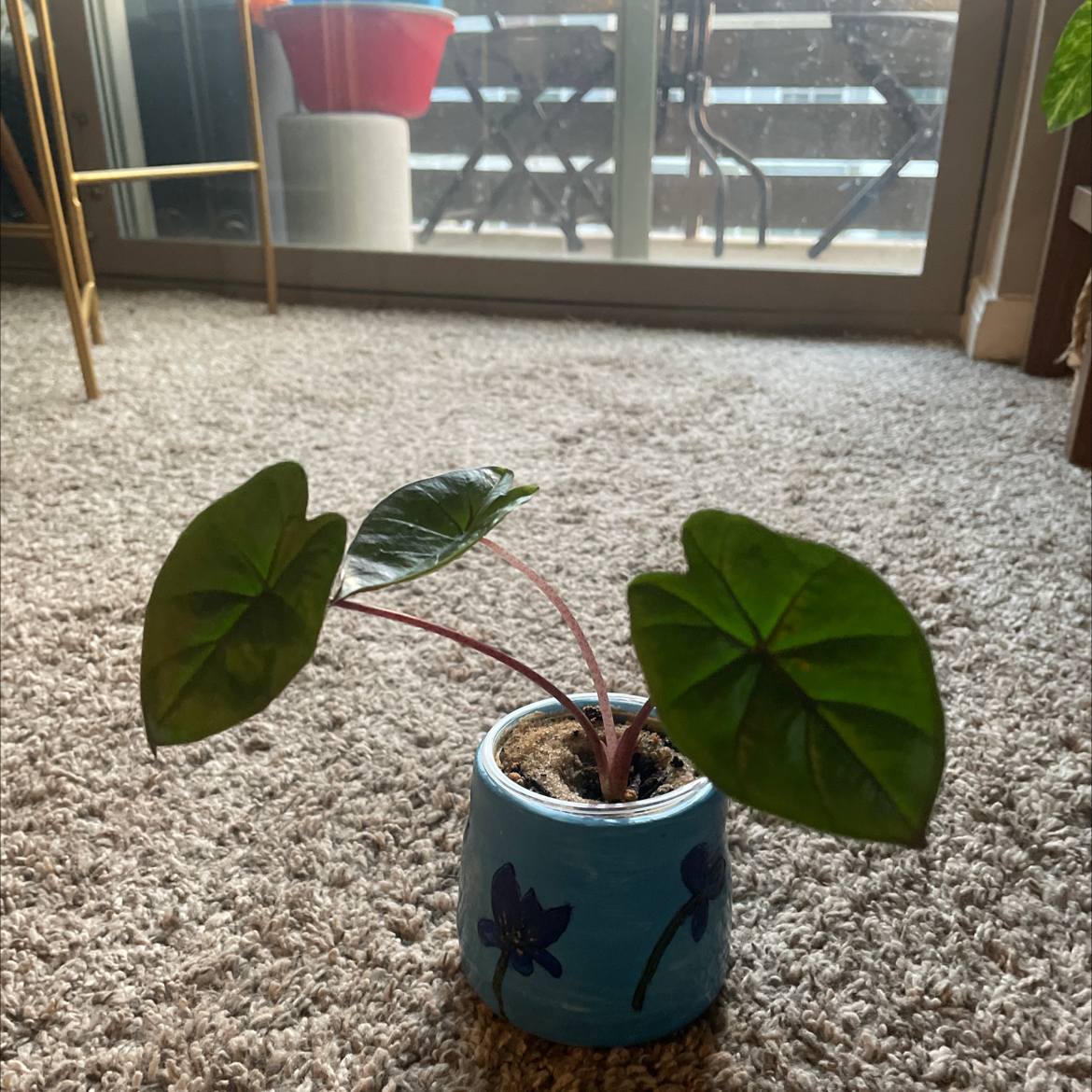 Alocasia 'Imperial Red' plant in a decorative pot with healthy green leaves.