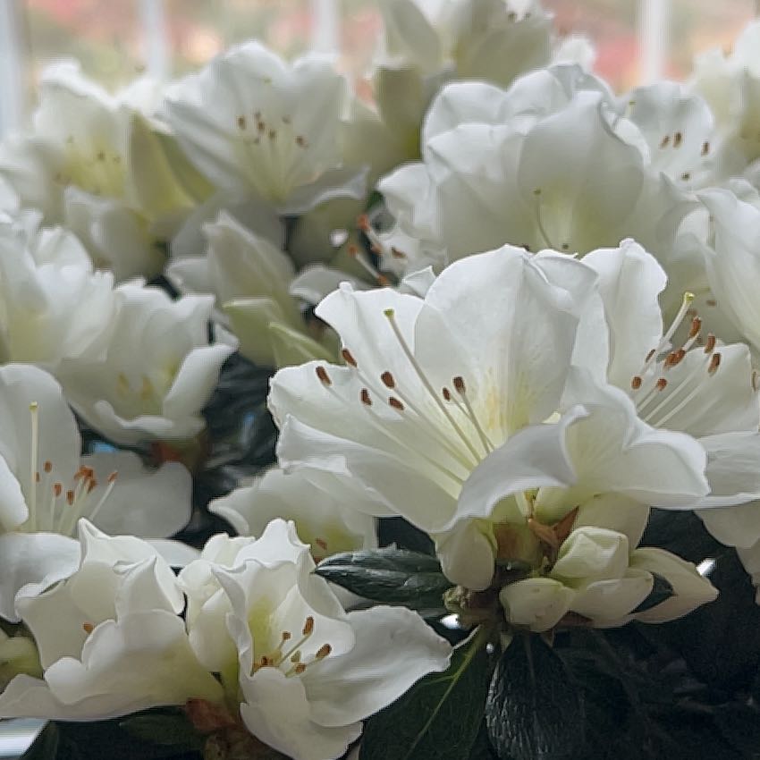 Photo of the plant species Azalea 'Indica Inga' by @LustrousAlula named Hemingway on Greg, the plant care app