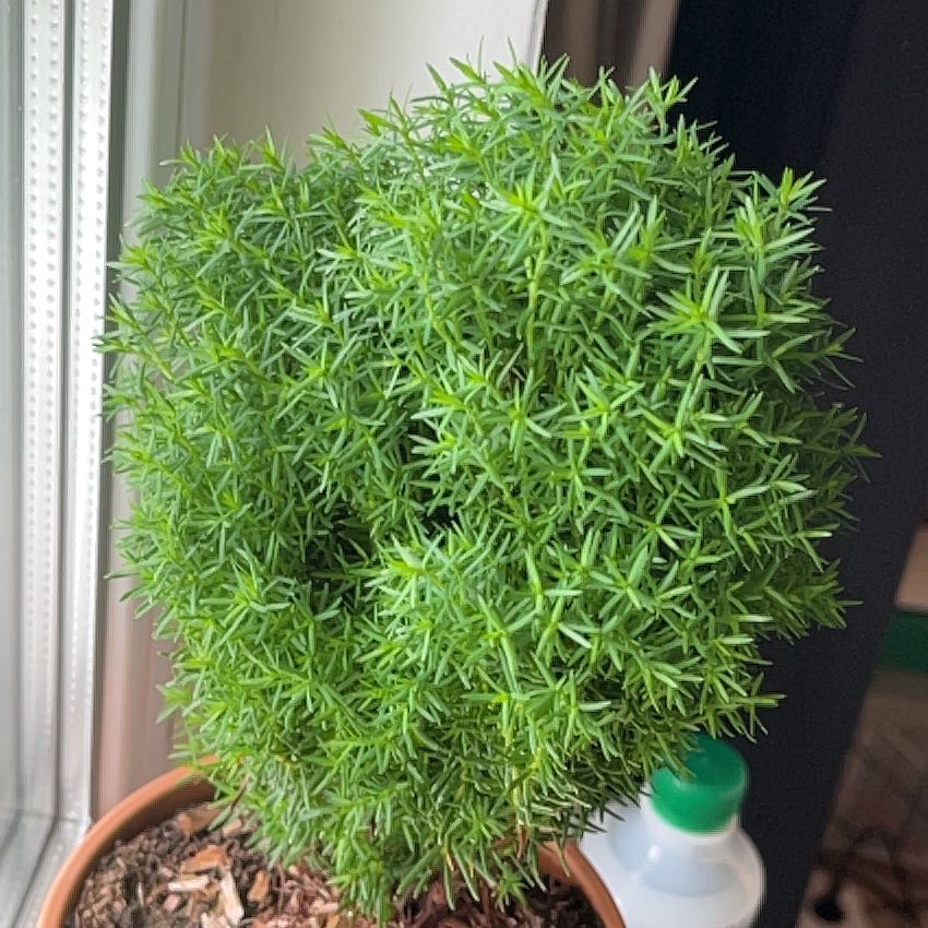 Photo of the plant species Arborvitae 'Teddy' by @LustrousAlula named Navajo on Greg, the plant care app