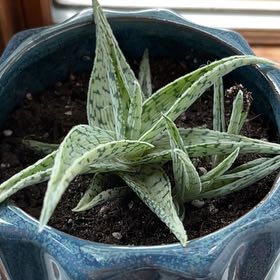 Photo of the plant species Aloe 'Doran Black' by @saviorsrobes named Leonardo on Greg, the plant care app