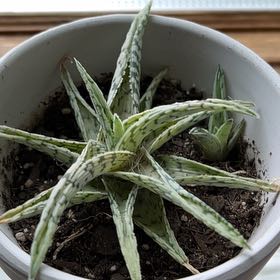 Photo of the plant species Aloe 'Doran Black' by @saviorsrobes named Orlando Bloom on Greg, the plant care app