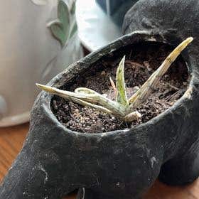 Photo of the plant species Aloe 'Doran Black' by @saviorsrobes named Sahara on Greg, the plant care app