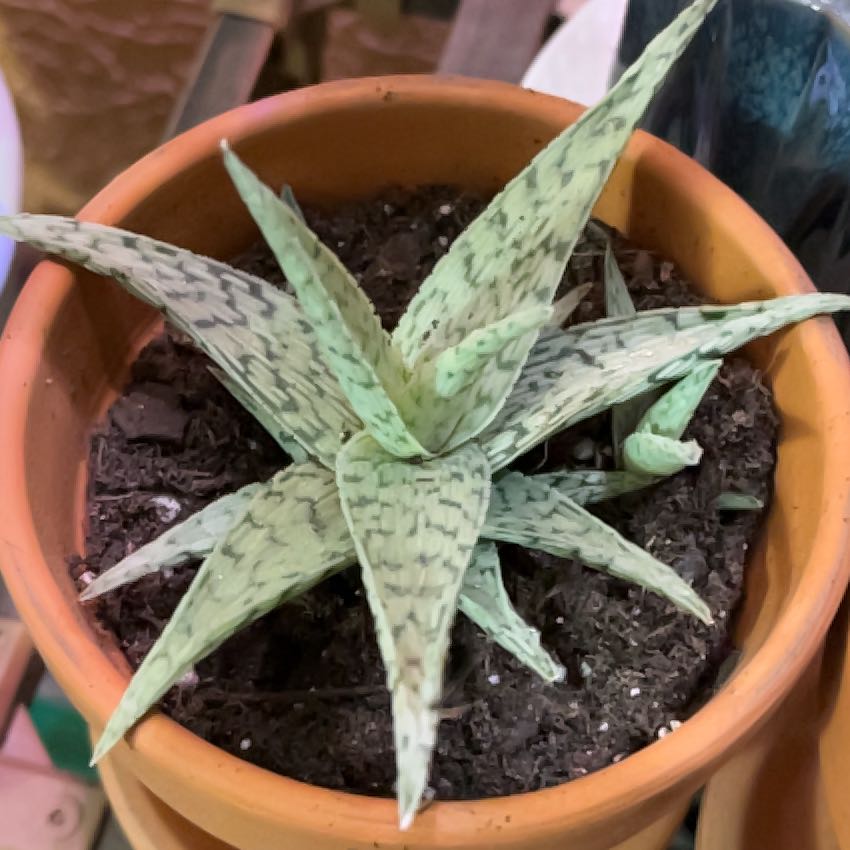 Photo of the plant species Aloe 'Doran Black' by @saviorsrobes named Bella on Greg, the plant care app