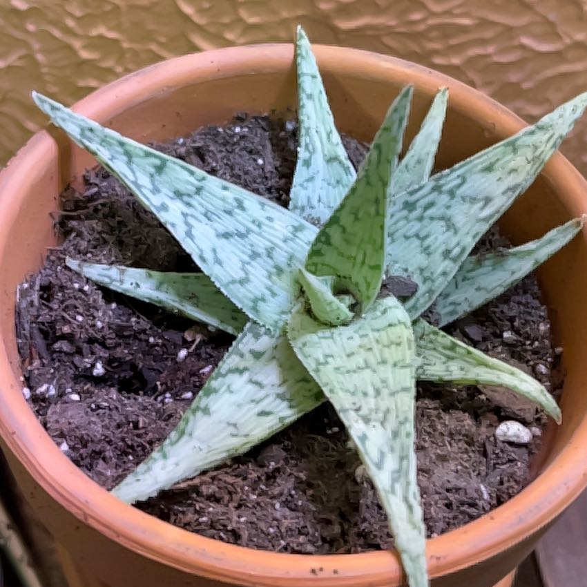 Photo of the plant species Aloe 'Doran Black' by @saviorsrobes named Kendall on Greg, the plant care app
