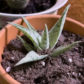 Photo of the plant species Aloe 'Doran Black' by @saviorsrobes named Pax on Greg, the plant care app