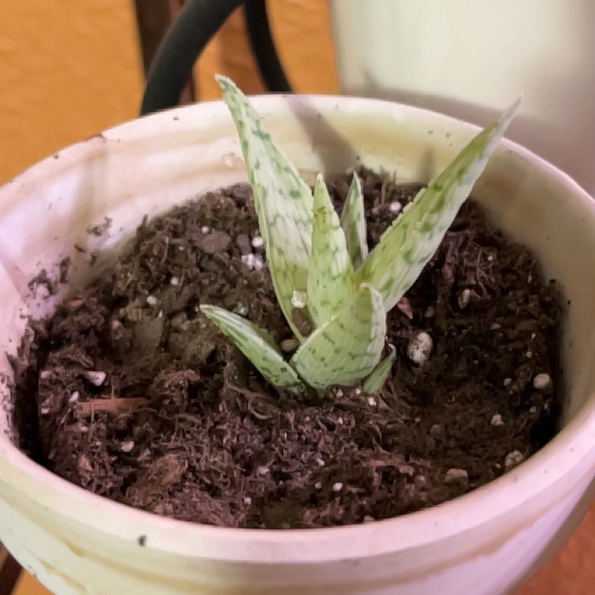 Photo of the plant species Aloe 'Doran Black' by @saviorsrobes named Sir Plancelot on Greg, the plant care app