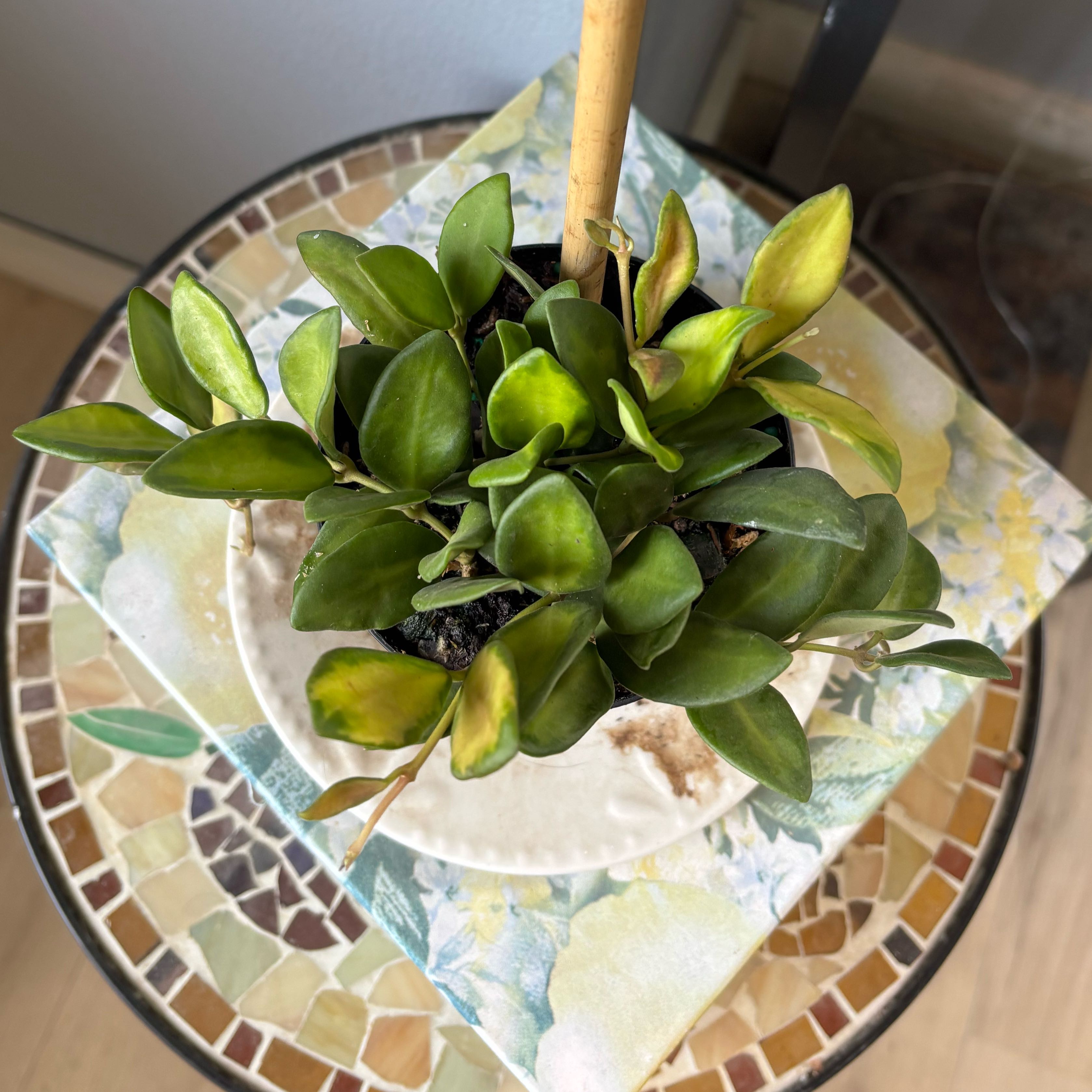 Photo of the plant species hoya burtoniae variegata by @saviorsrobes named Harper on Greg, the plant care app