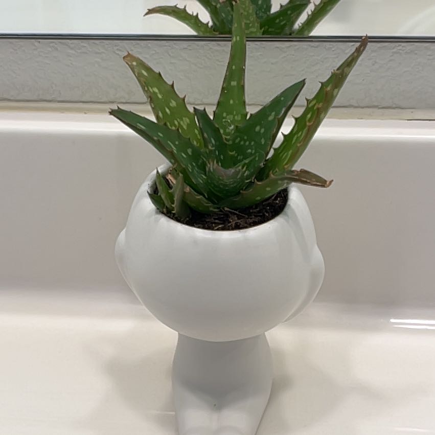 A healthy Aloe Night Sky plant in a white pot with visible soil.
