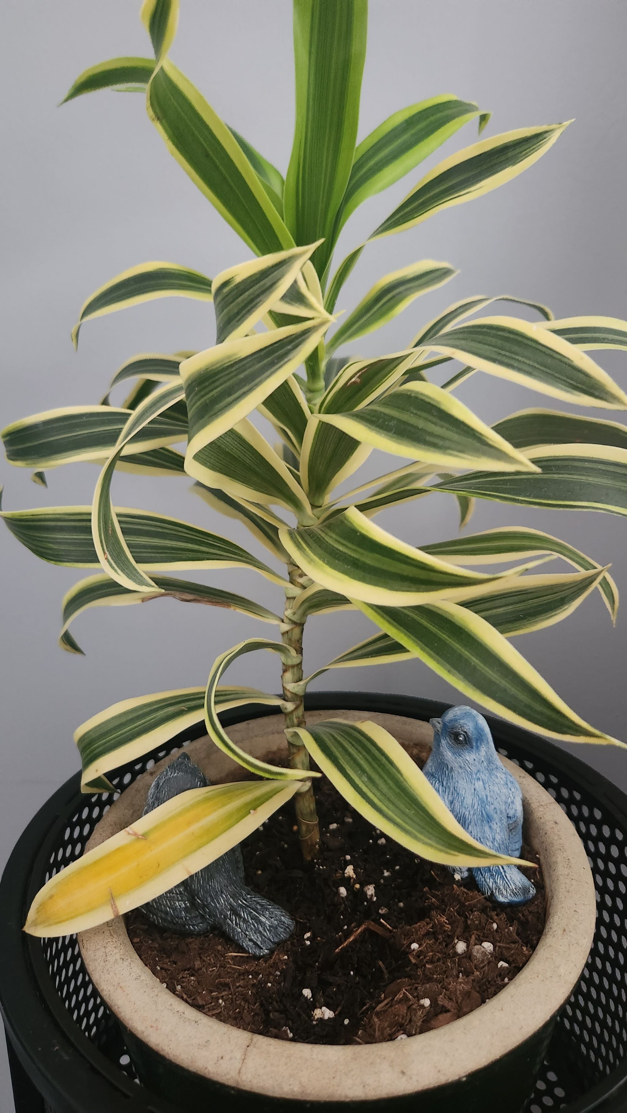 Thin leaves A plant by EvenhandedGray on Greg