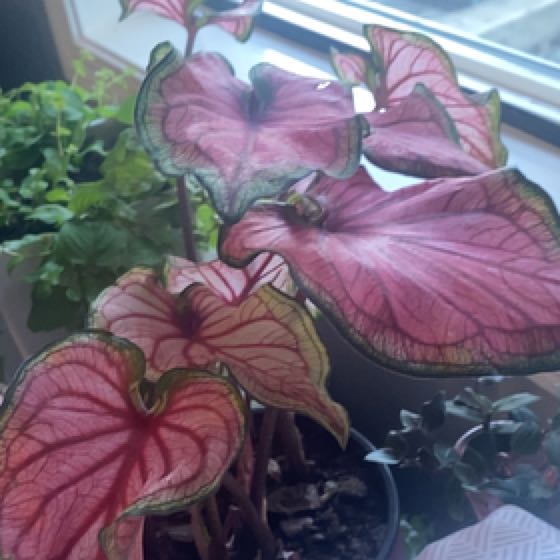 Photo of the plant species Puppy Love Caladium by @DeluxeGinseng named Homer on Greg, the plant care app