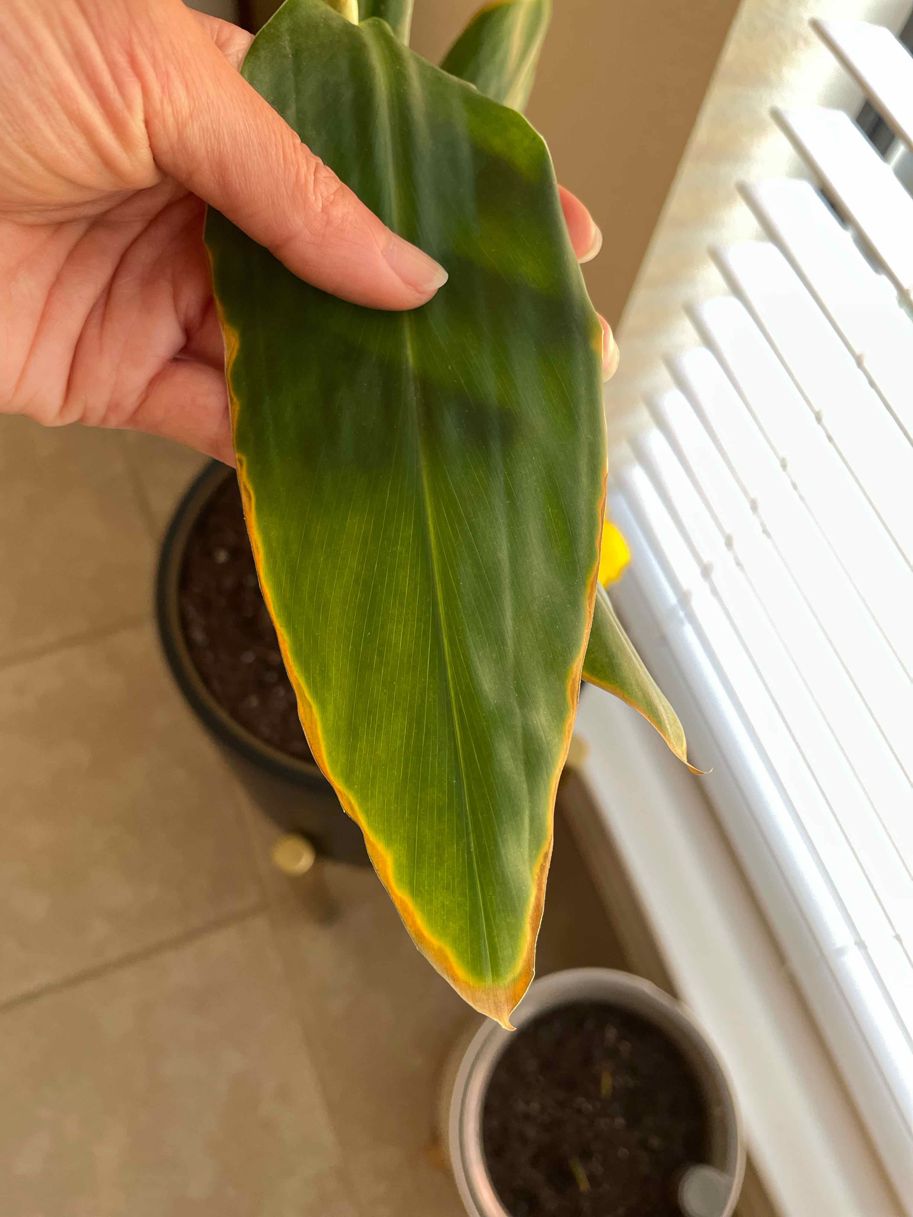 Close-up of a Kahili Ginger leaf with browning edges, held by a hand.