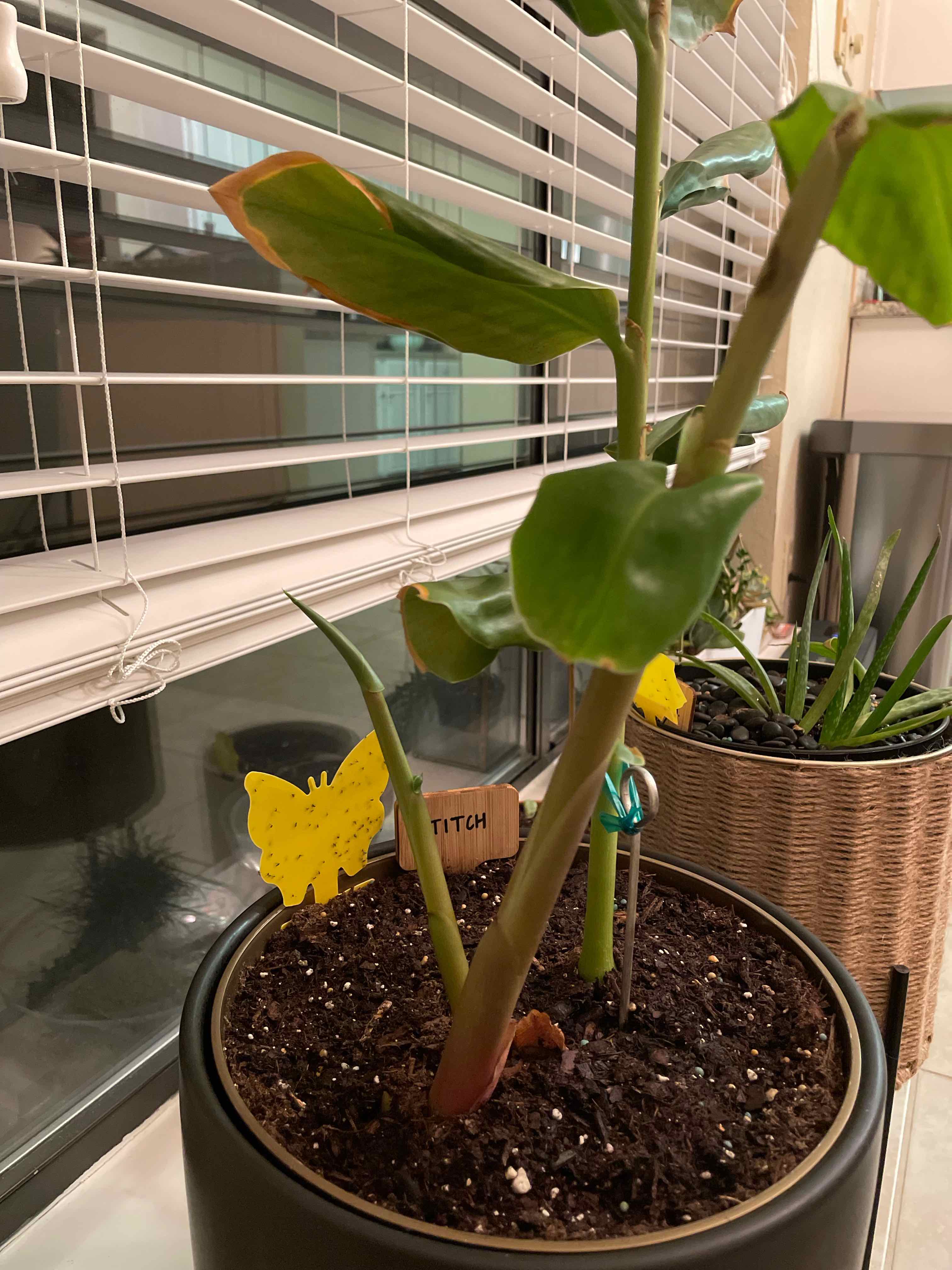 Indoor potted Kahili Ginger plant with green leaves and visible soil.