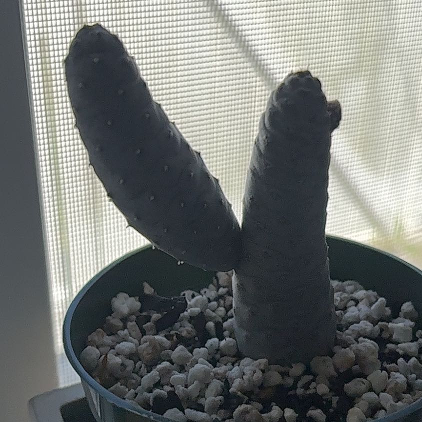 Photo of the plant species Pine Cone cactus by @UpbeatChiotilla named Bean on Greg, the plant care app