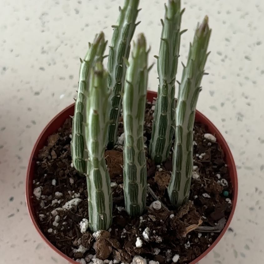 Photo of the plant species Candelilla by @UpbeatChiotilla named Pickle on Greg, the plant care app