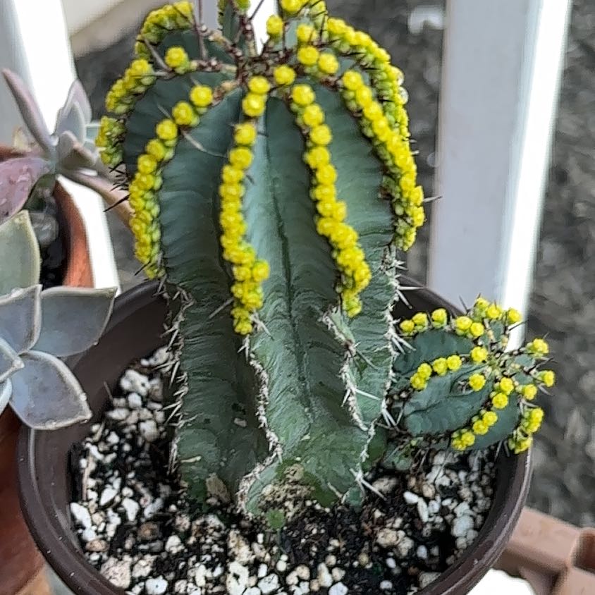 Photo of the plant species Euphorbia Fruticosa by @UpbeatChiotilla named Fruity on Greg, the plant care app