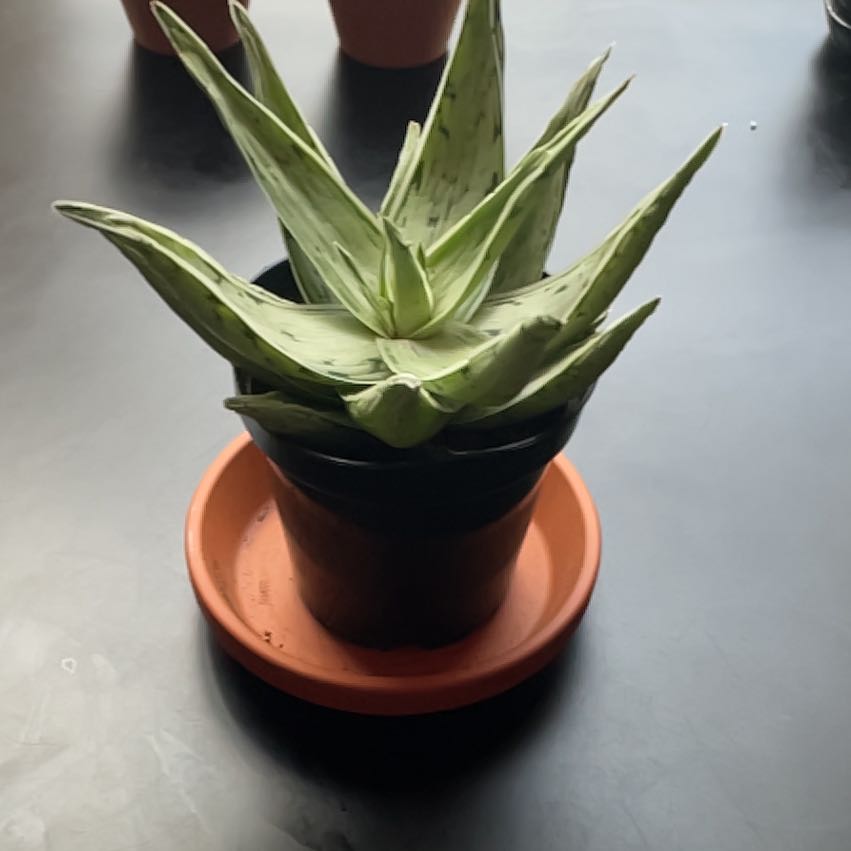 Photo of the plant species Aloe 'Key Lime' by @SubstantCashew named Doja Cat on Greg, the plant care app