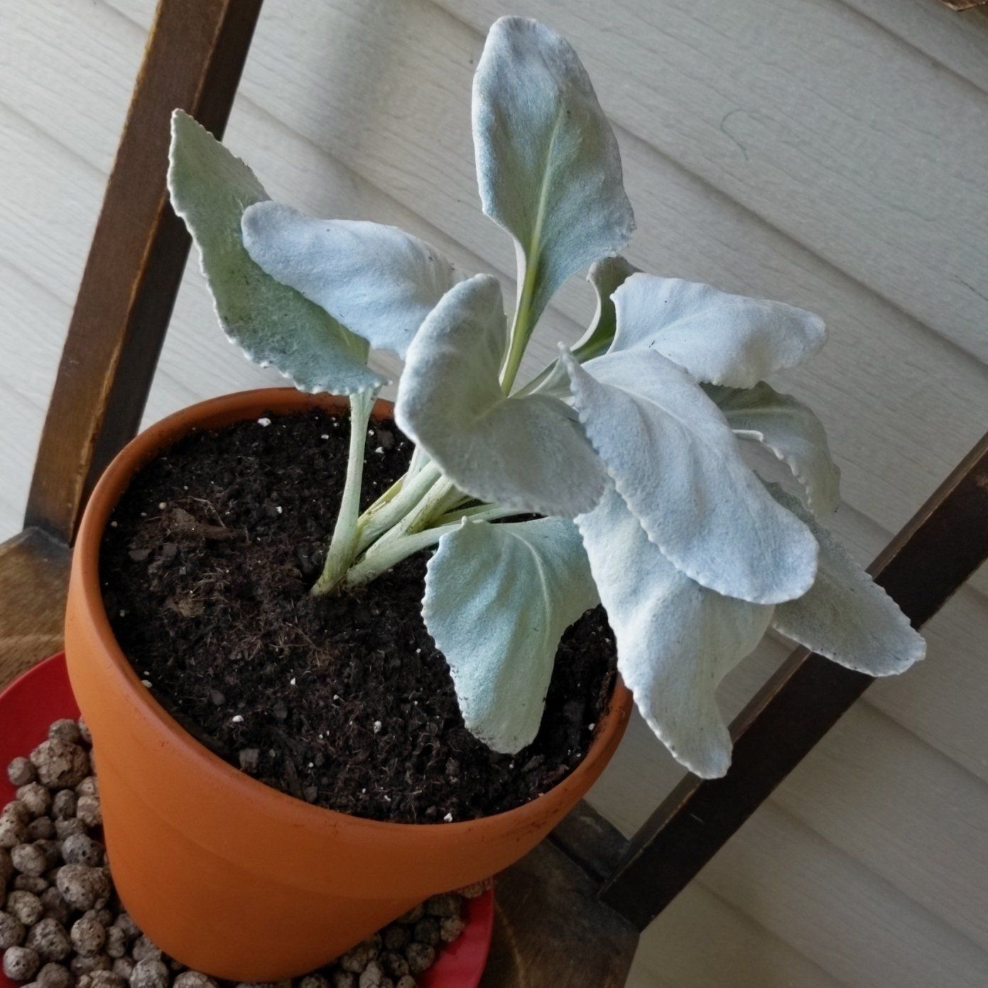 Potted Angel Wings Senecio plant with silvery-white leaves, healthy appearance.