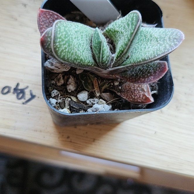 Photo of the plant species Gasteria 'Purple Dragon' by @PoisedKaramu named Ronaldo on Greg, the plant care app