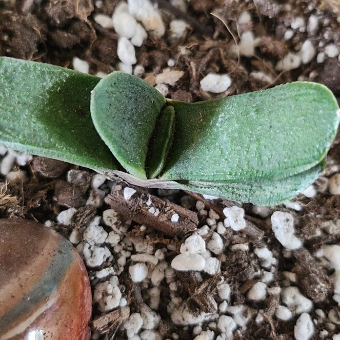 Photo of the plant species Flat-leaf Gasteria by @PoisedKaramu named Bodhi on Greg, the plant care app