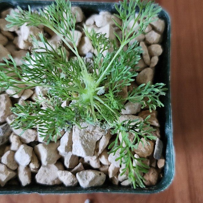 Photo of the plant species Sarcocaulon monsonia herrei by @PoisedKaramu named Cleopatra on Greg, the plant care app