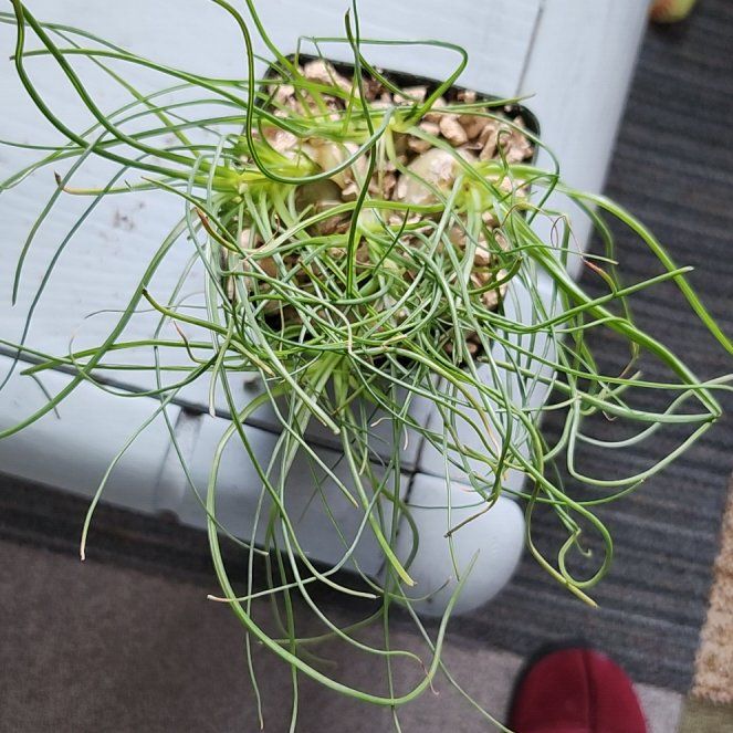 Photo of the plant species albuca by @PoisedKaramu named Drake on Greg, the plant care app