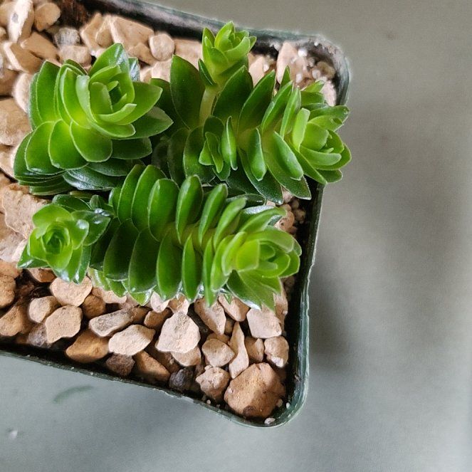 Photo of the plant species Crassula 'Spiralis Estagnol' by @PoisedKaramu named Plato on Greg, the plant care app