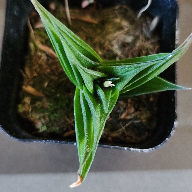 Photo of the plant species Haworthia viscosa by @PoisedKaramu named Girlfrond on Greg, the plant care app