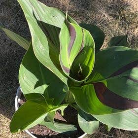 Photo of the plant species Canna Cleopatra by @HeirRedvein named Millie on Greg, the plant care app