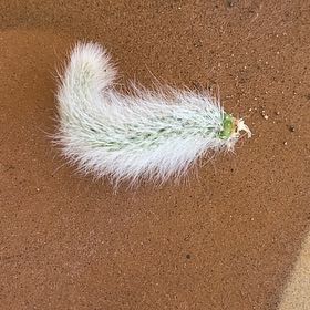 Photo of the plant species Harestail Grass by @LadyEuphorbia named Denali on Greg, the plant care app