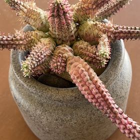 Photo of the plant species Welwitschia by @LadyEuphorbia named Plato on Greg, the plant care app