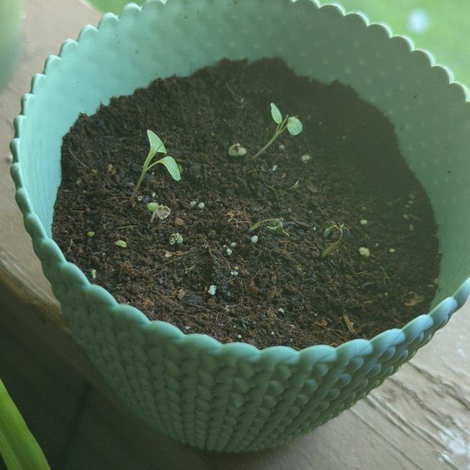 Photo of the plant species Silver Drop Eucalyptus by @AliveDill named Cleopatra on Greg, the plant care app