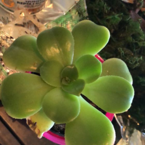 Photo of the plant species Aeonium 'Sun Dancer' by @PetSpeedwell named Bruce Leaf on Greg, the plant care app
