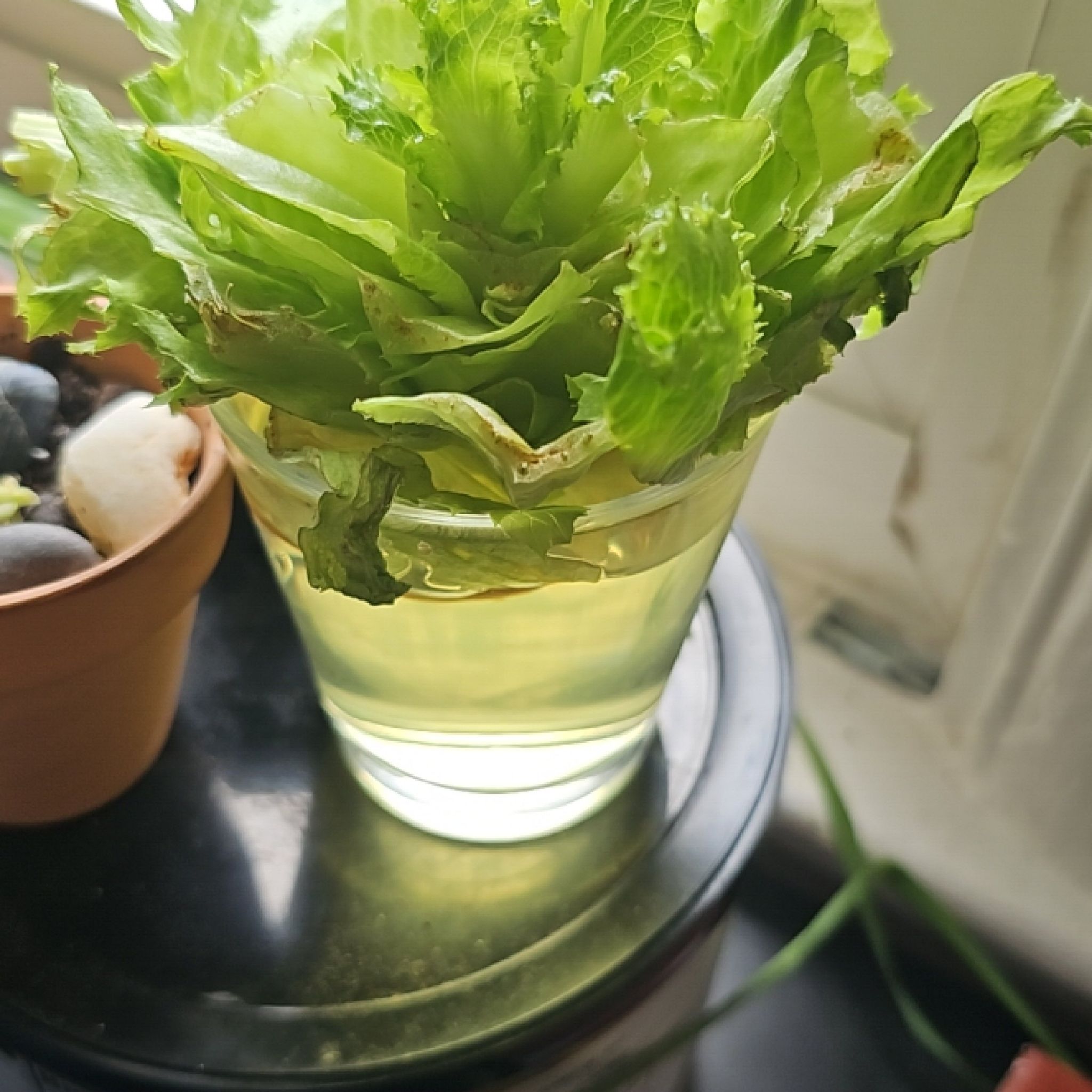 Photo of the plant species Grassleaf Lettuce by @LogicalFern named Sproutacus on Greg, the plant care app