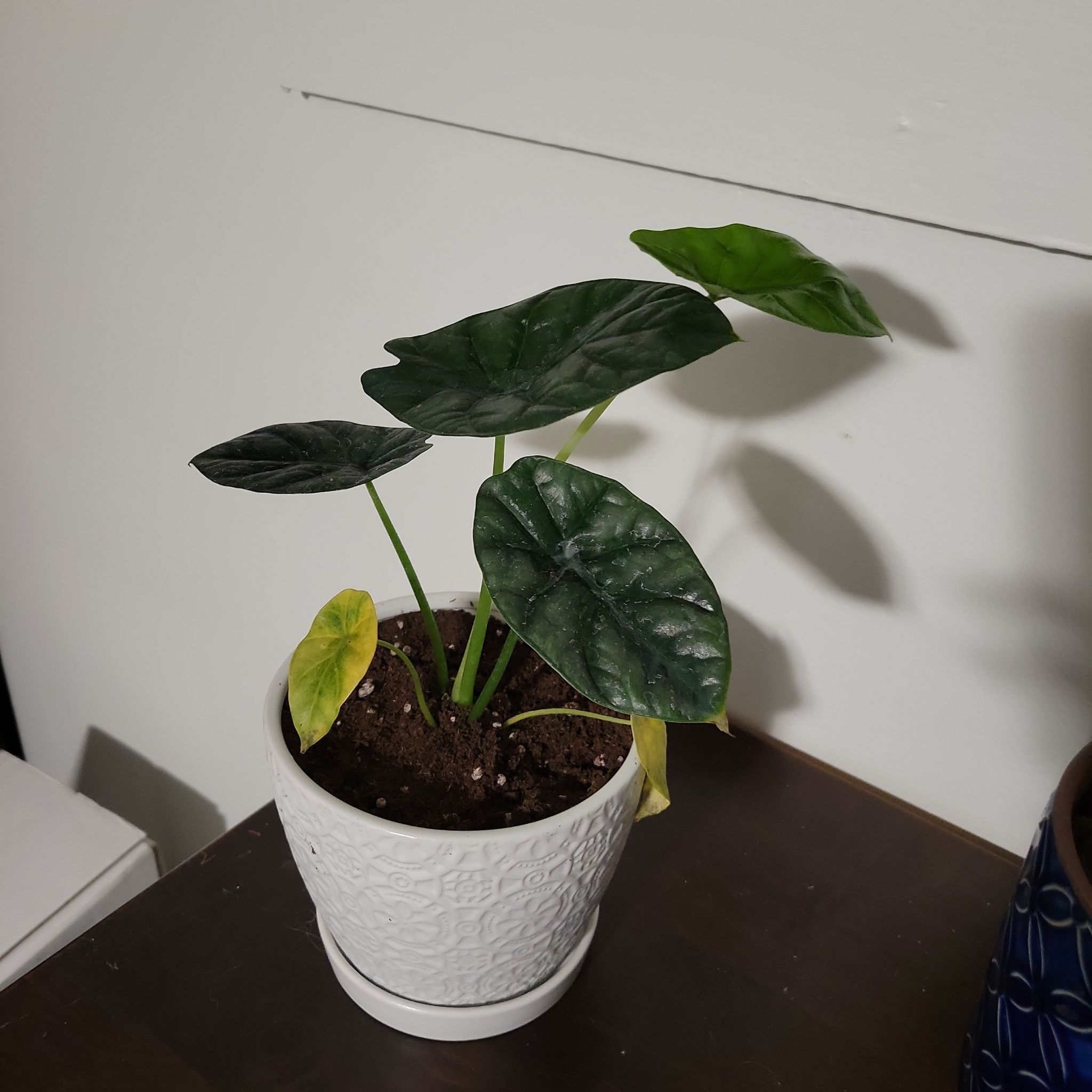 Jewel Alocasia plant in a white pot with visible yellowing on one leaf.