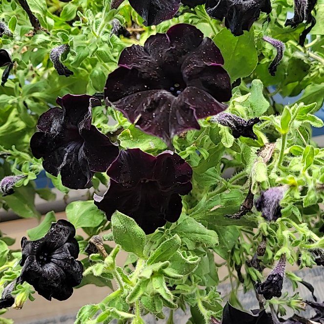 Photo of the plant species Sophistica® Blackberry Petunia by @SublimeAsarina named Elina on Greg, the plant care app