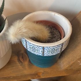 Photo of the plant species Cactus by @Plantsbythesea named Xander on Greg, the plant care app