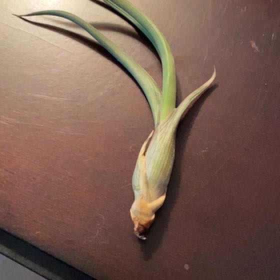 Photo of the plant species Air Plant by @DynamicLemon named Apollo on Greg, the plant care app