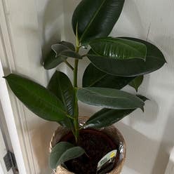 Ficus Robusta plant