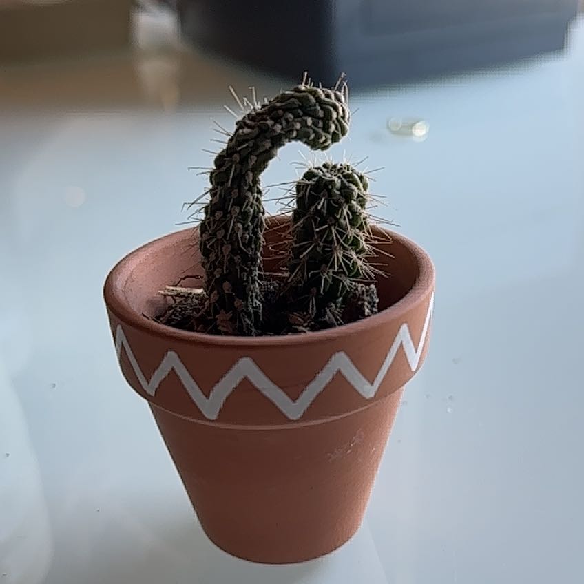 Small potted Cane Cholla cactus with two stems in a terracotta pot with a white zigzag pattern.