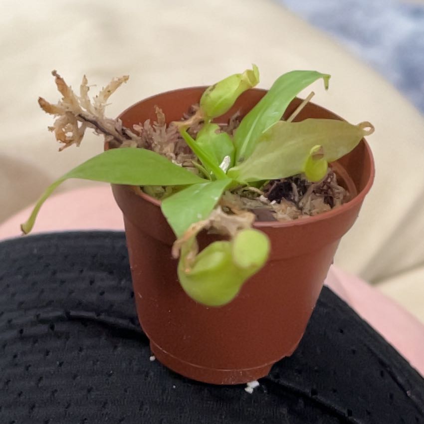 Photo of the plant species Nepenthes gracilis by @VersatileBonsi named chicken tendies on Greg, the plant care app